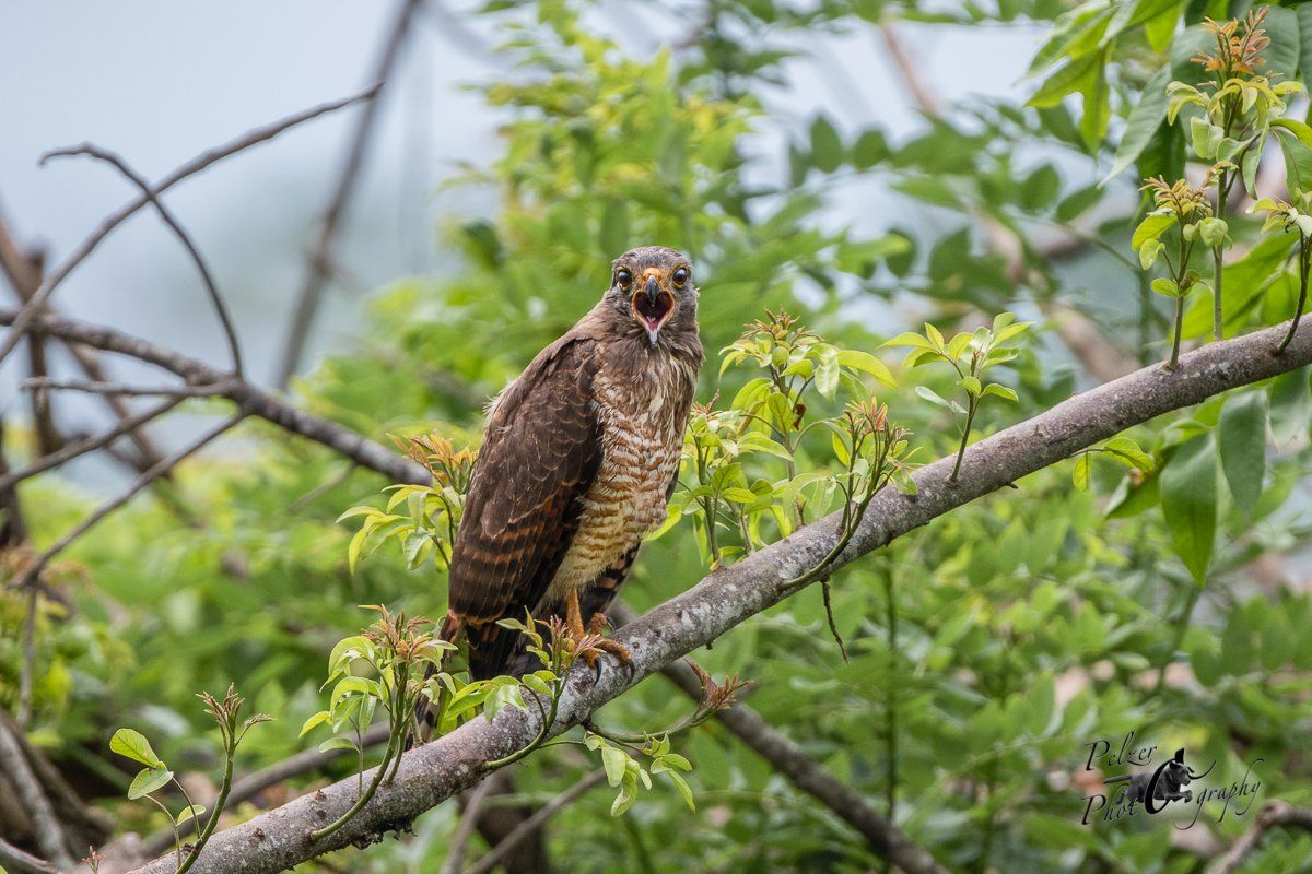 Breitschwingenbussard (Buteo platypterus)