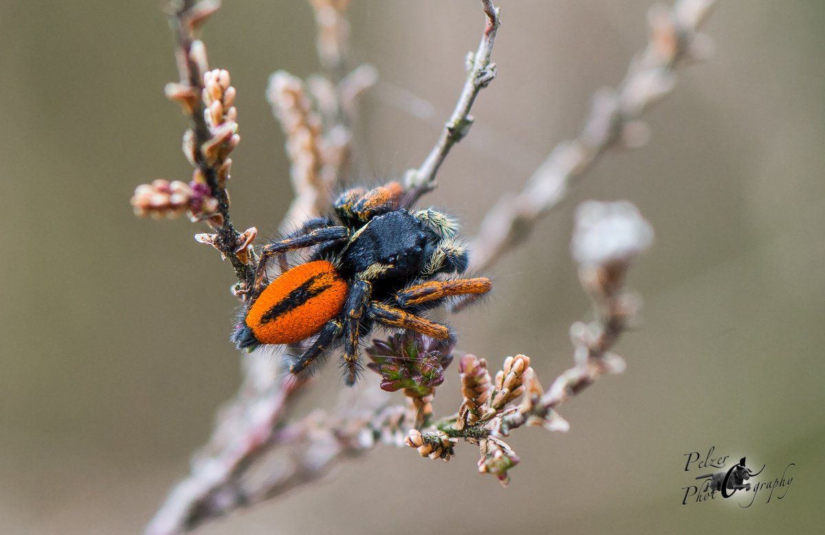 Goldaugenspringspinne (Philaeus chrysops