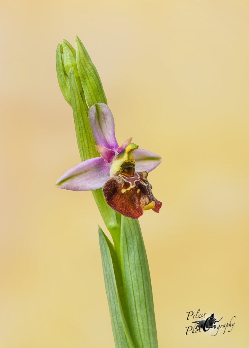 Hummel-Ragwurz (Ophrys holoserica)