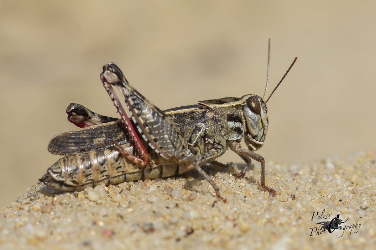 Italienische Schönschrecke (Calliptamus italicus)