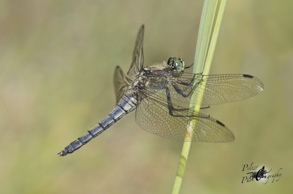 Kleiner Blaupfeil (Orthetrum coerulescens)