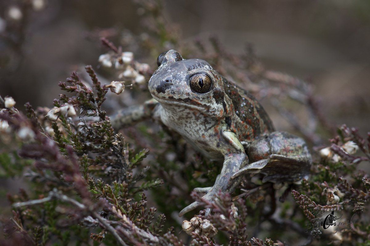 Knoblauchkröte (Pelobates fuscus)