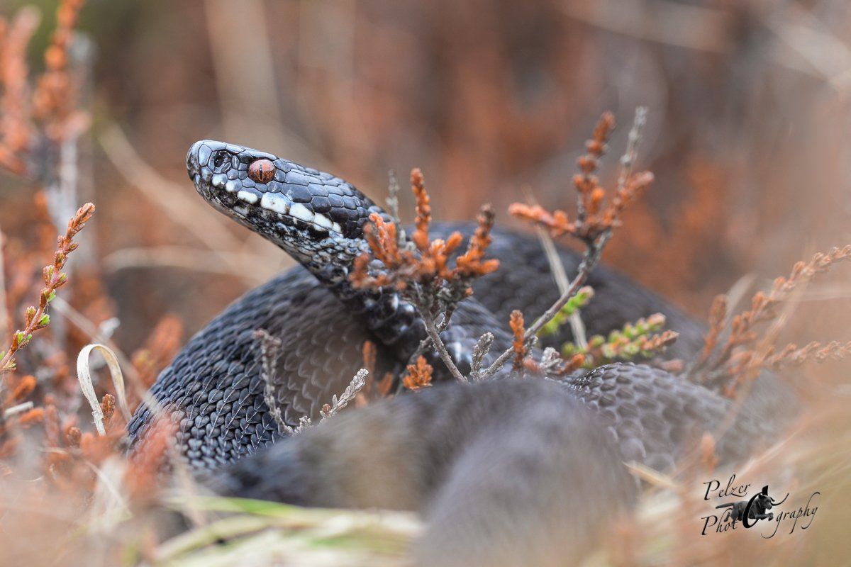 Kreuzotter (Vipera berus)
