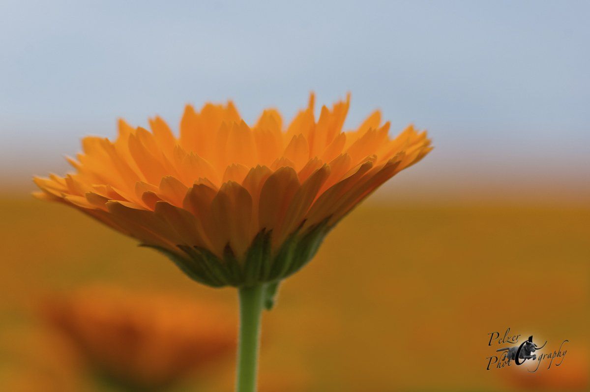 Ringelblume (Calendula officinalis)