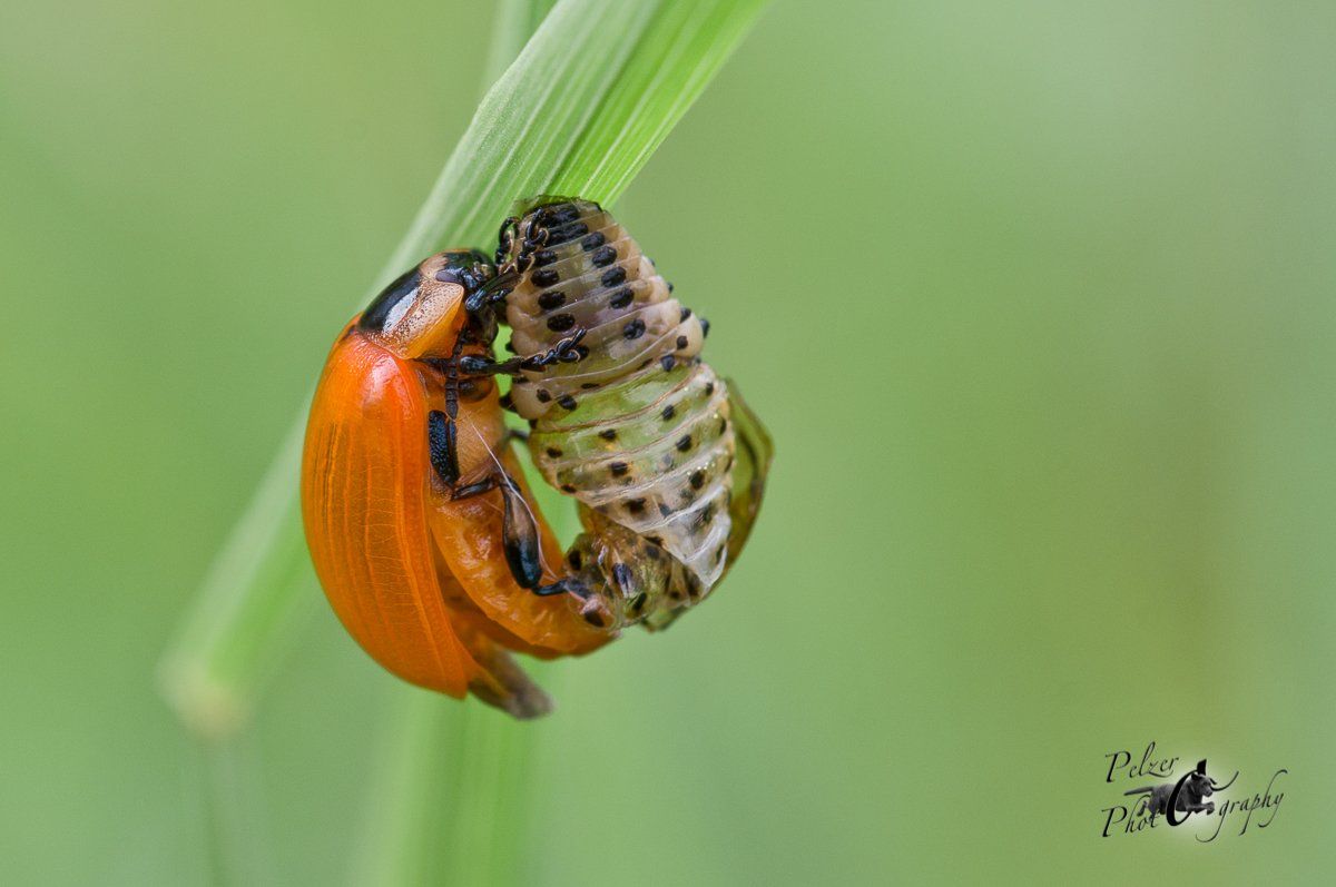 Roter Pappelblattkäfer (Chrysomela populi)