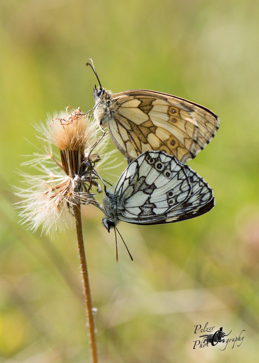 Schachbrett (Melanargia galathea)