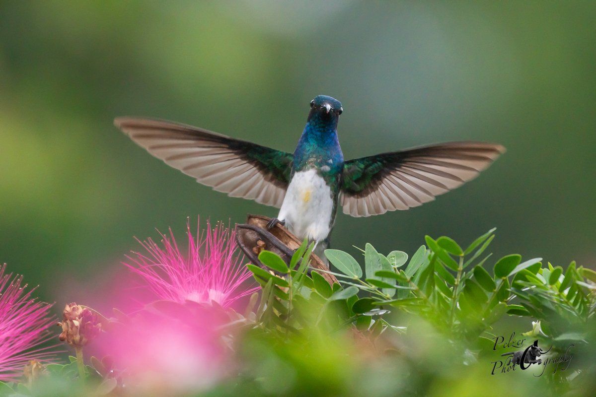 Weißnackenkolibri (Florisuga mellivora)