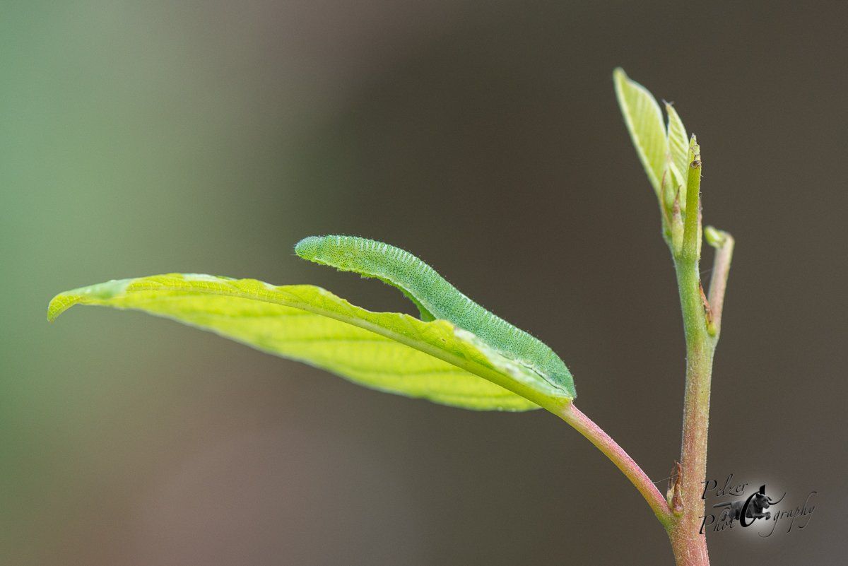 Zitronenfalter (Gonepteryx rhamni)