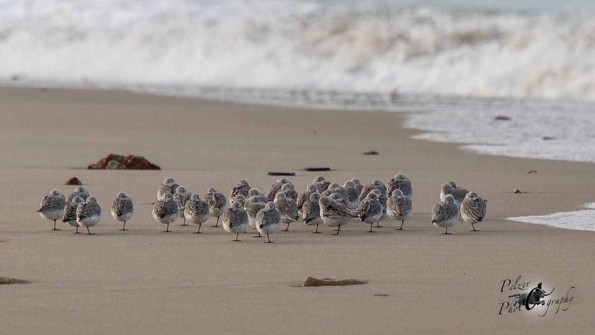 Helgoland Sanderling (Calidris alba)