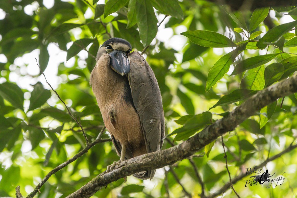 Kahnschnabel (Cochlearius cochlearius)