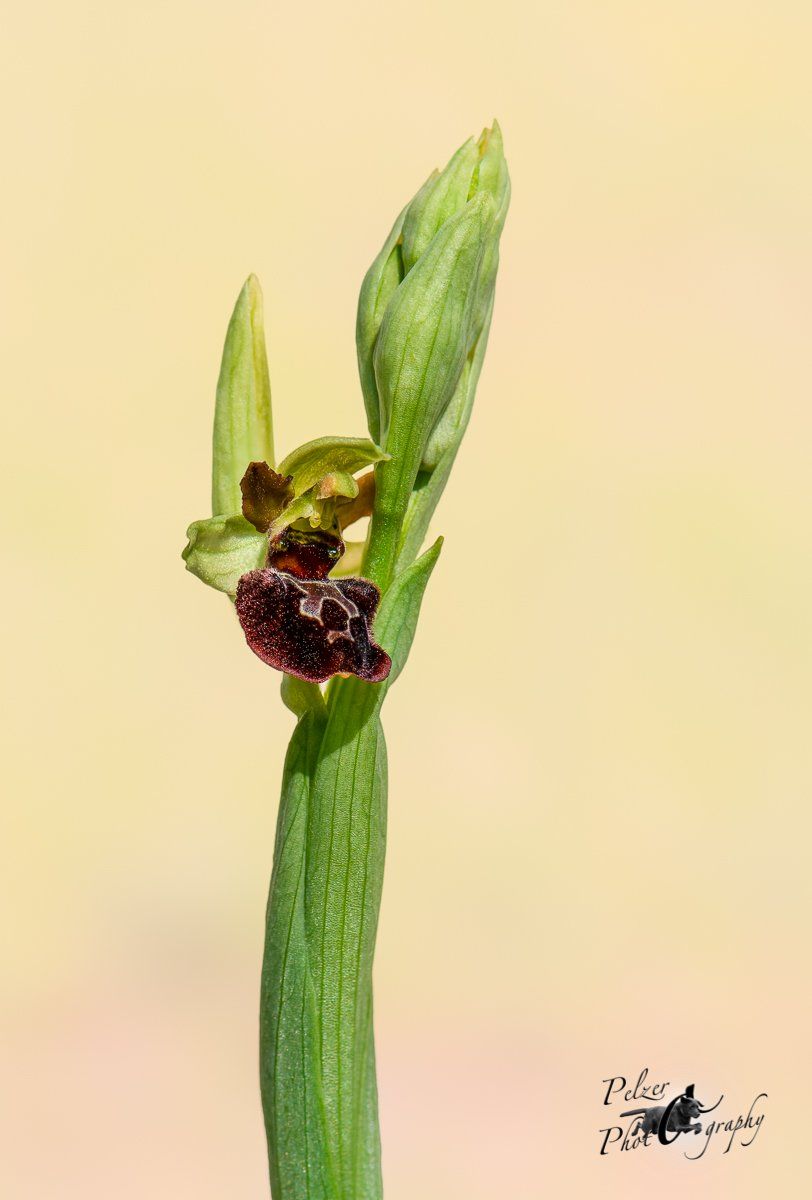 Kleine Spinnen-Ragwurz (Ophrys araneola)