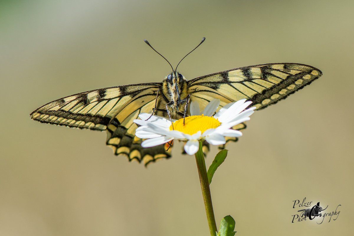 Schwalbenschwanz (Papilio machaon)