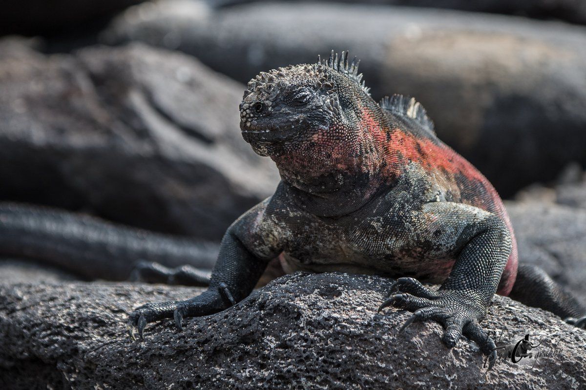 51 Española Meerechse (Amblyrhynchus cristatus venustissimus)
