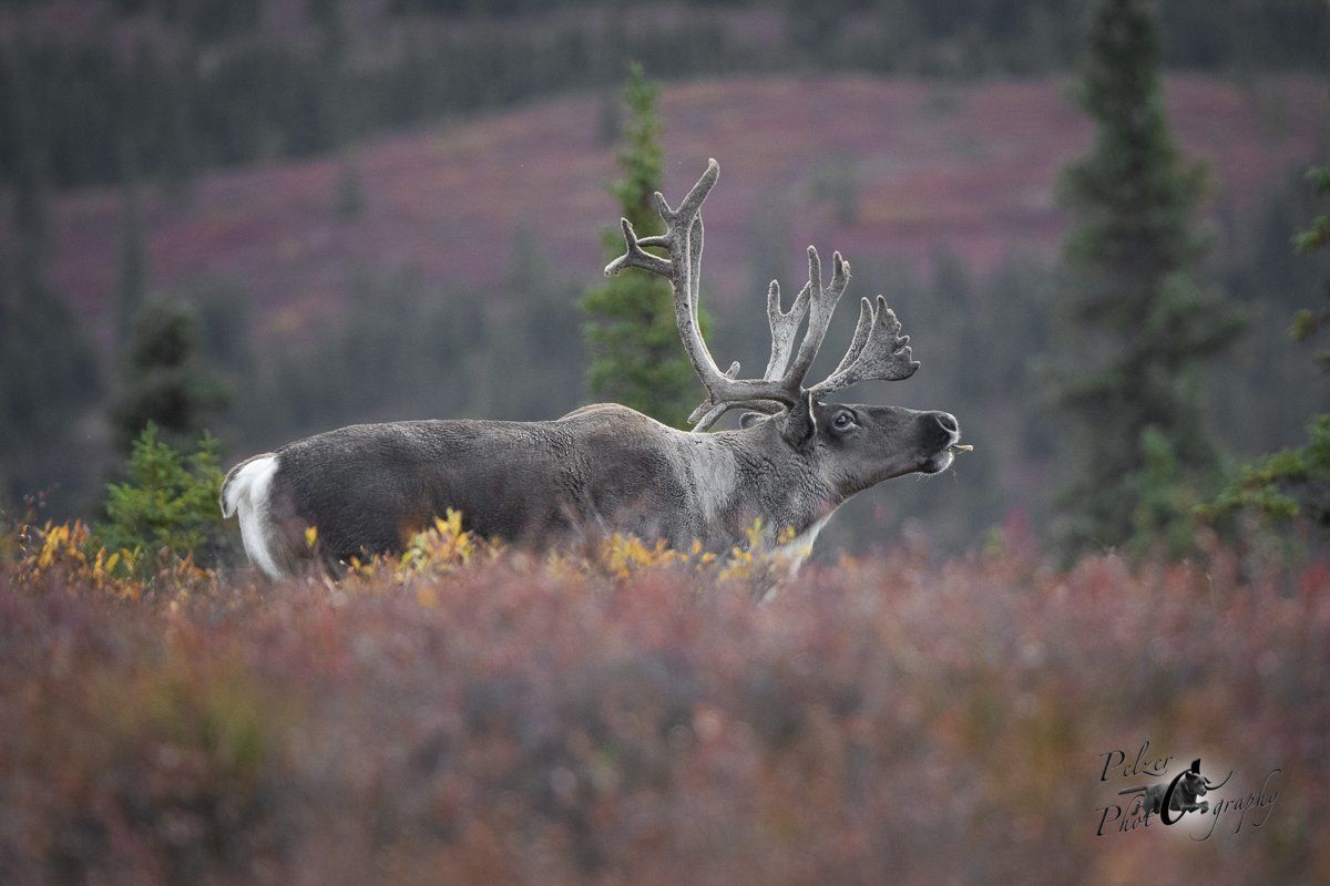 Grant's-Karibu (Rangifer tarandus granti)
