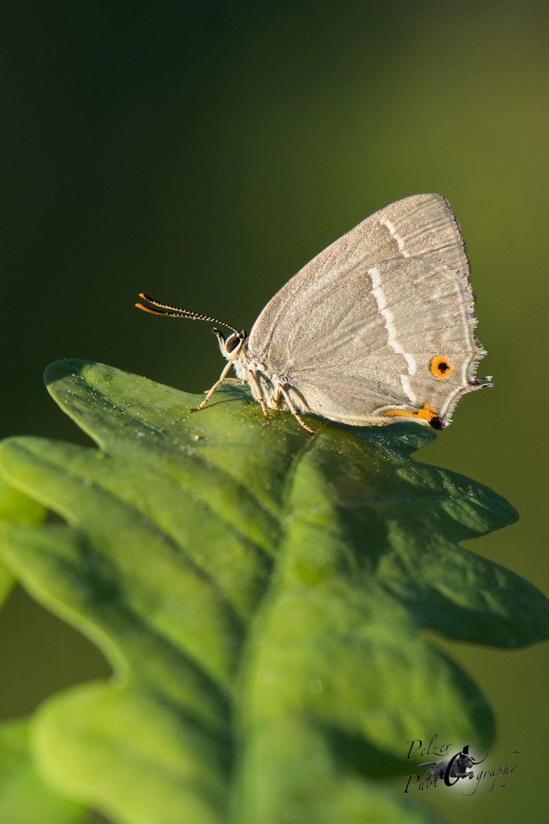 Blauer Eichen-Zipfelfalter (Neocypherus quercus)