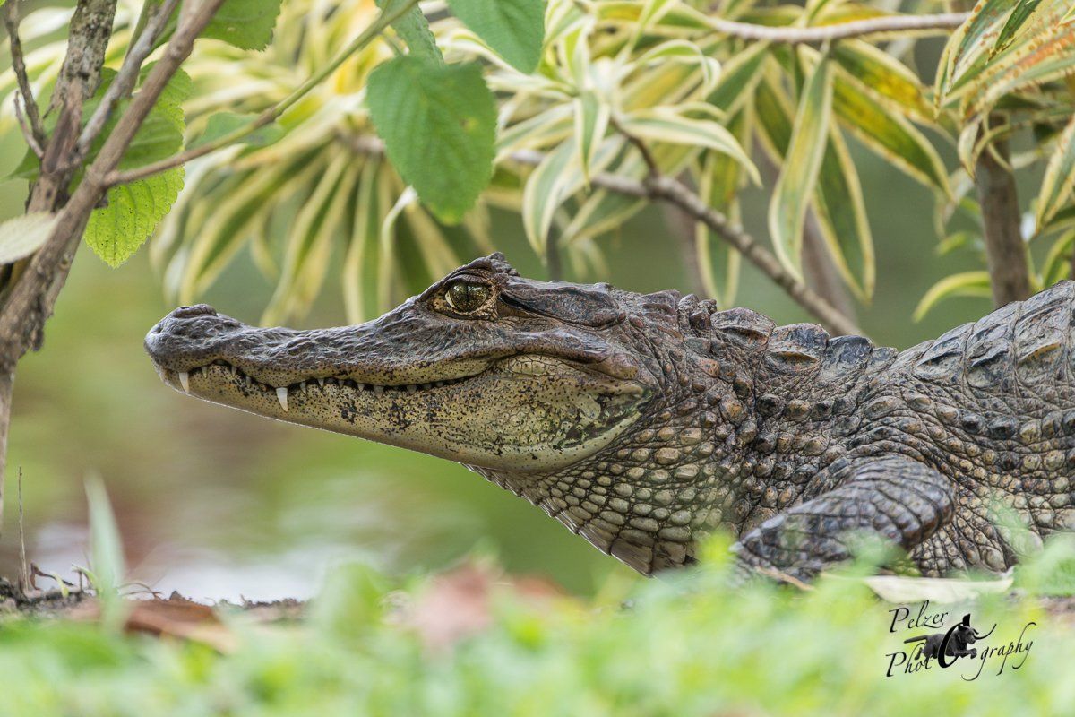 Brillenkaiman (Caiman yacare)
