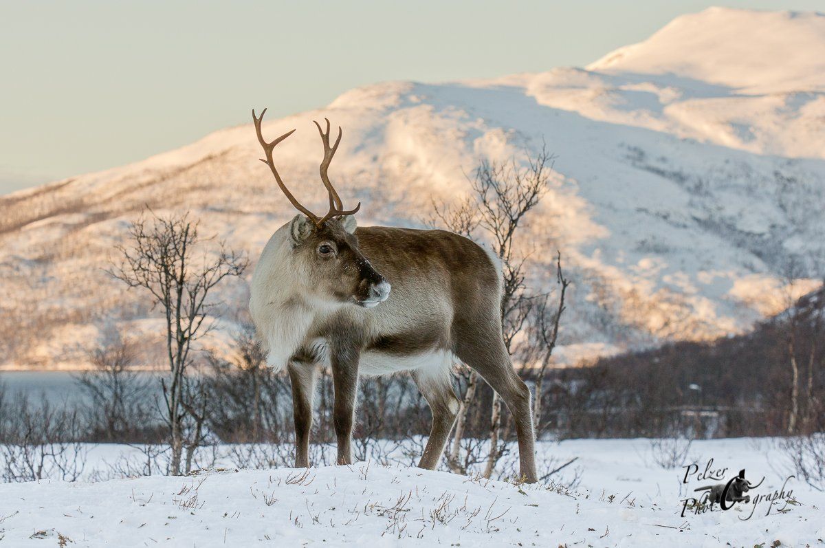 Eurasisches Tundraren (Rangifer t. tarandus)