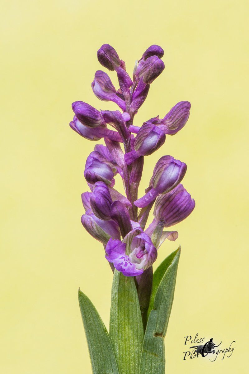 Kleines Knabenkraut (Orchis morio)