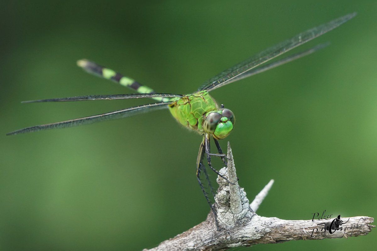 Great Pondhawk (Erythemis vesiculosa)