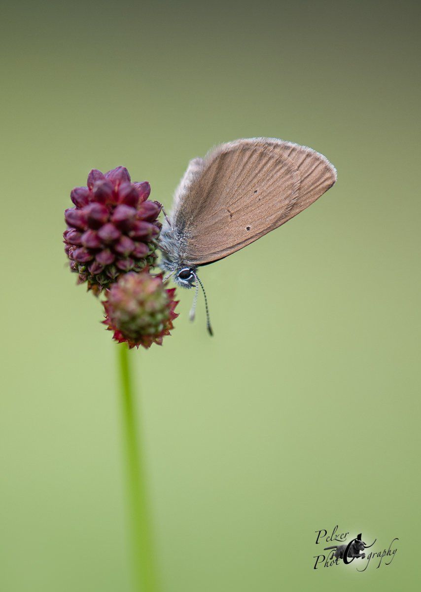 Dunkler Wiesenknopf-Ameisenbläuling (Phengaris nausithous)