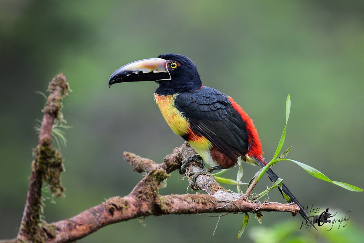 Halsbandarassari (Pteroglossus torquatus)