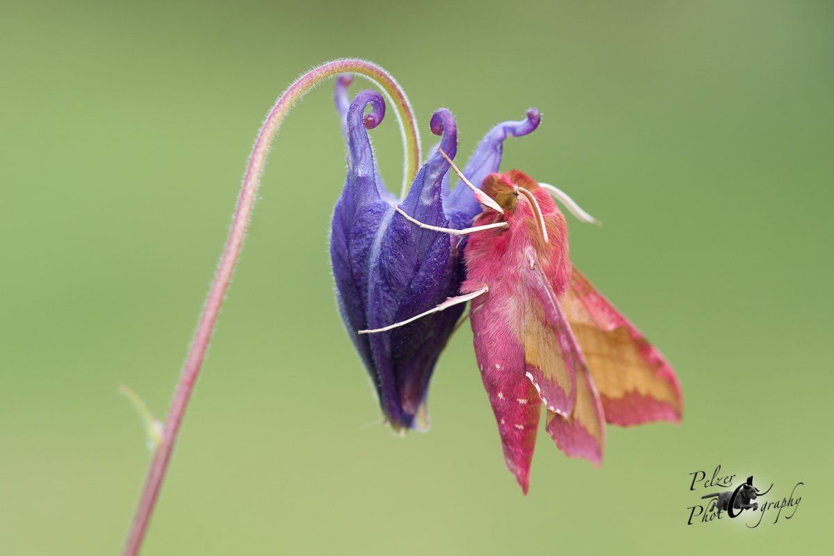 Kleiner Weinschwärmer (Deilephila porcellus)