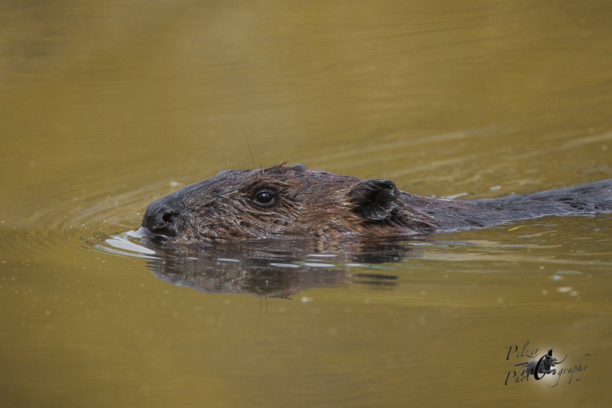 Amerikanischer Biber (Castor canadensis)