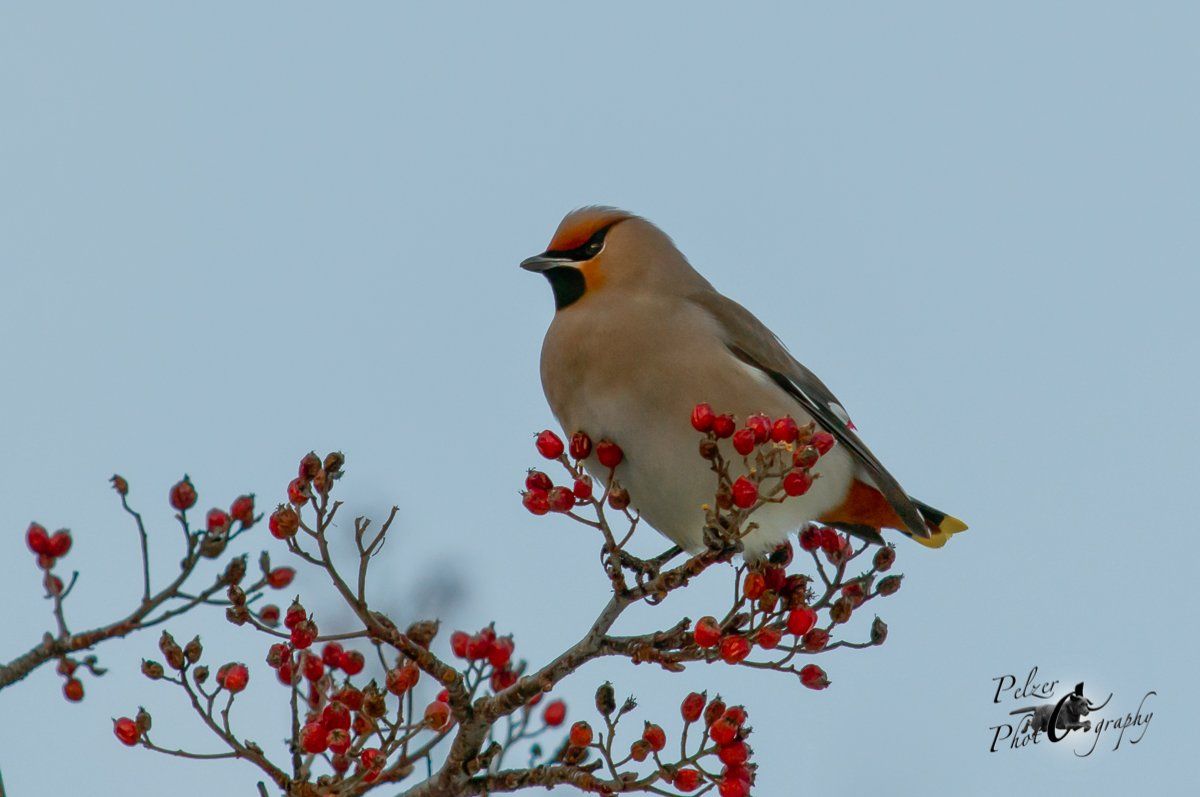 Europäischer Seidenschwanz (Bombycilla g. garrulus)