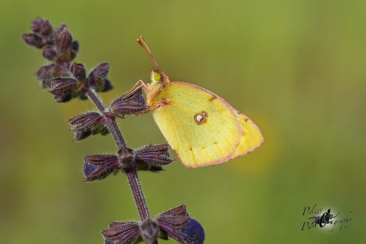 Goldene Acht (Colias hyale)