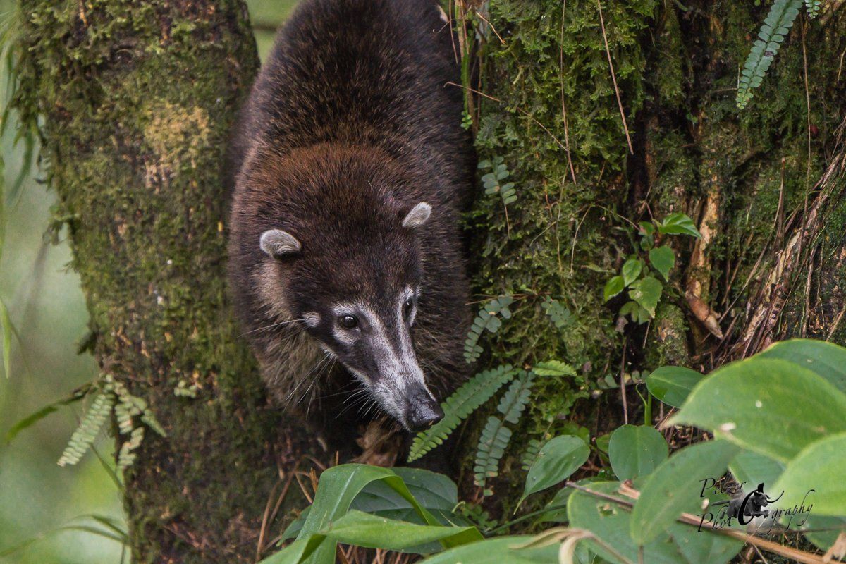 Weißrüssel-Nasenbär (Nasua narica)