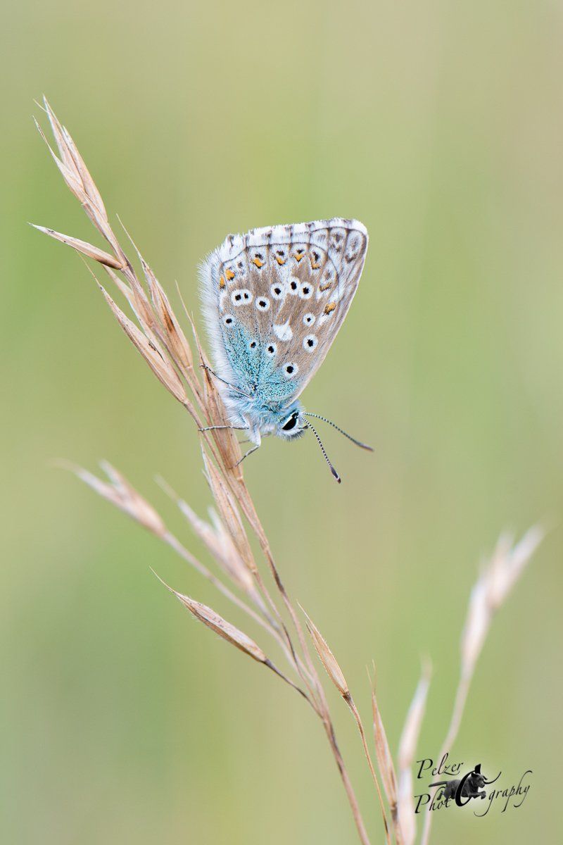 Silbergrüner Bläuling (Polyommatus coridon)