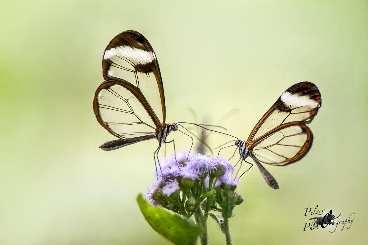 Waldgeist (Greta morgane)