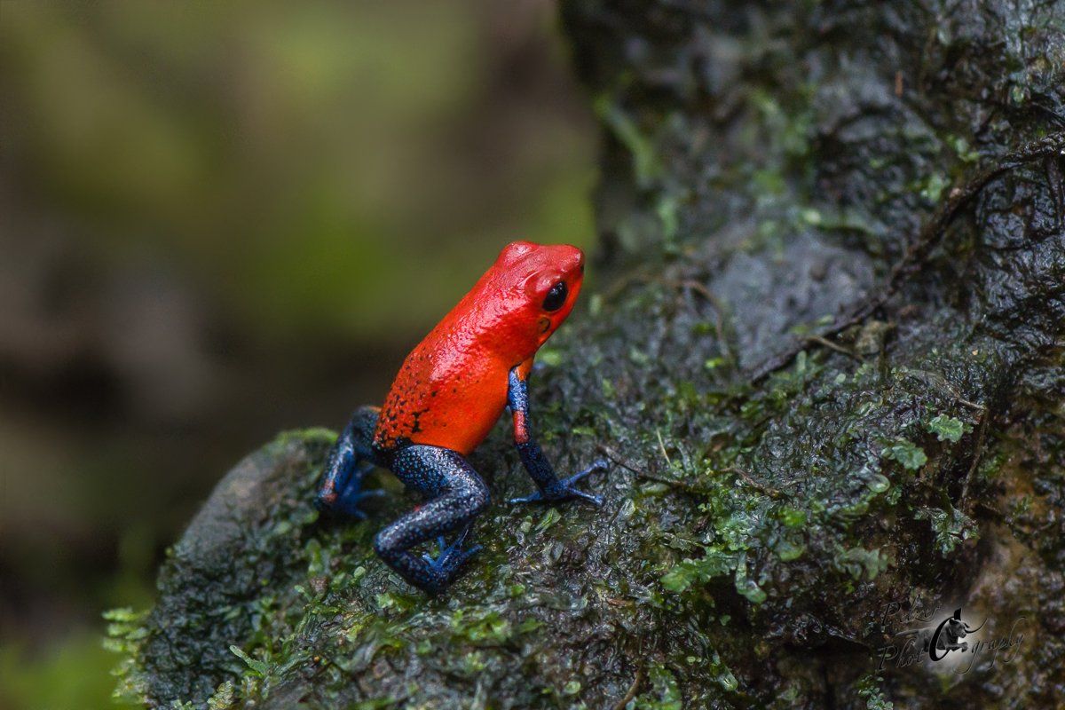 Granulierter Baumsteiger (Oophaga granulifera)