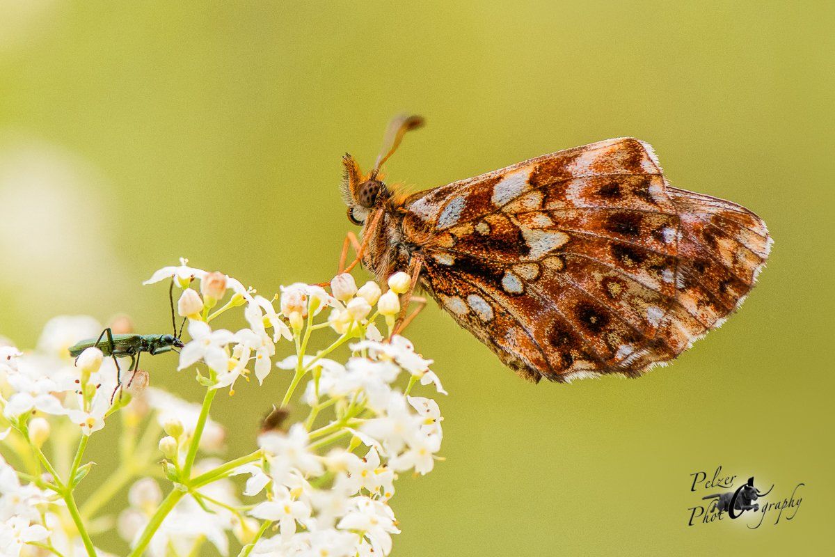 Magerrasen-Perlmuttfalter (Boloria dia)