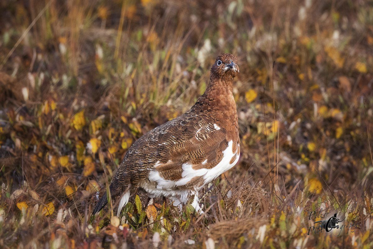 Moorschneehuhn (Lagopus lagopus)