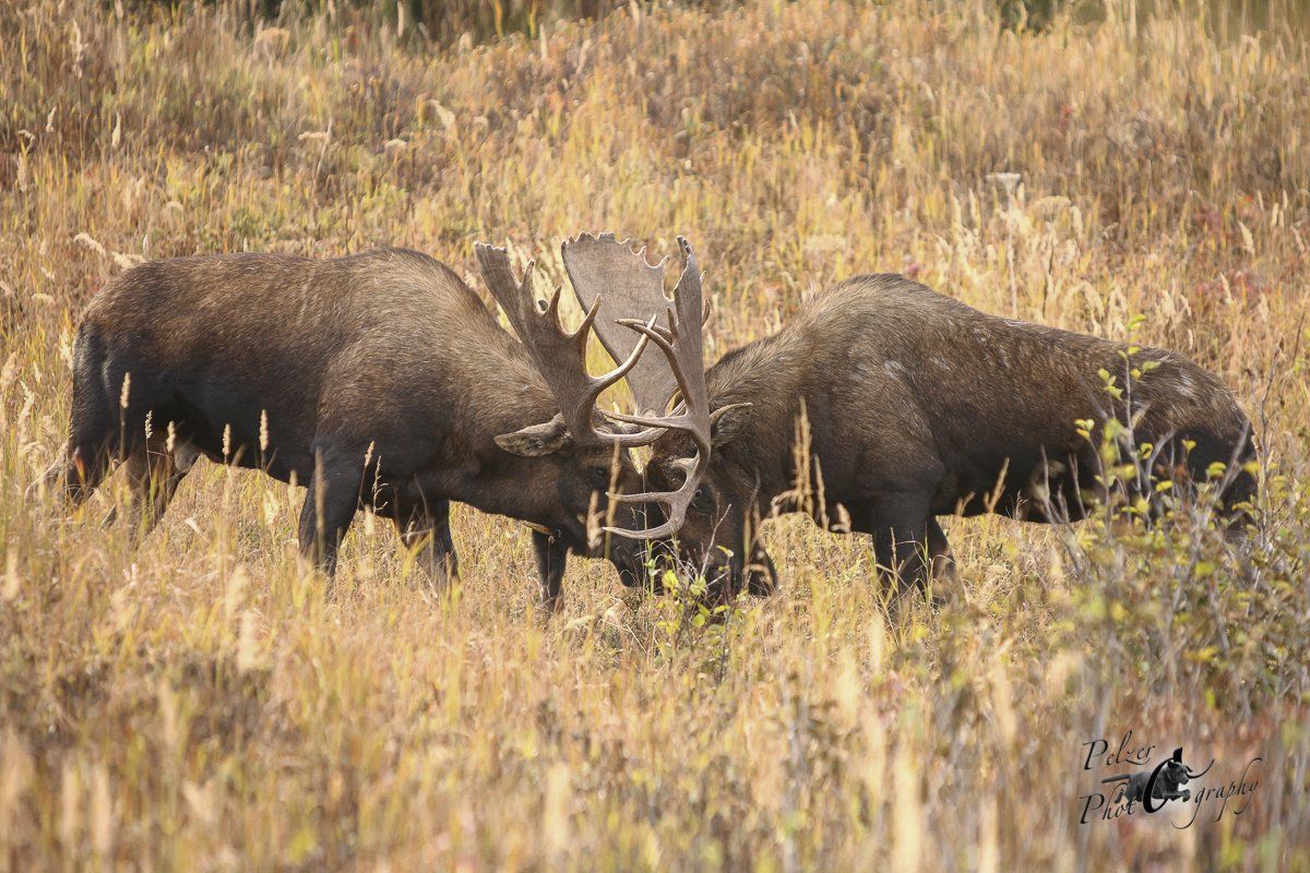Alaska-Elche (Alces alces gigas)