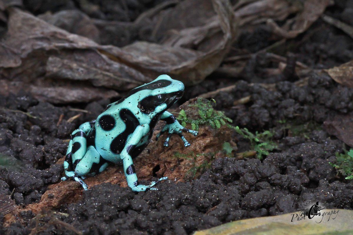 Goldbaumsteiger (Dendrobates auratus)