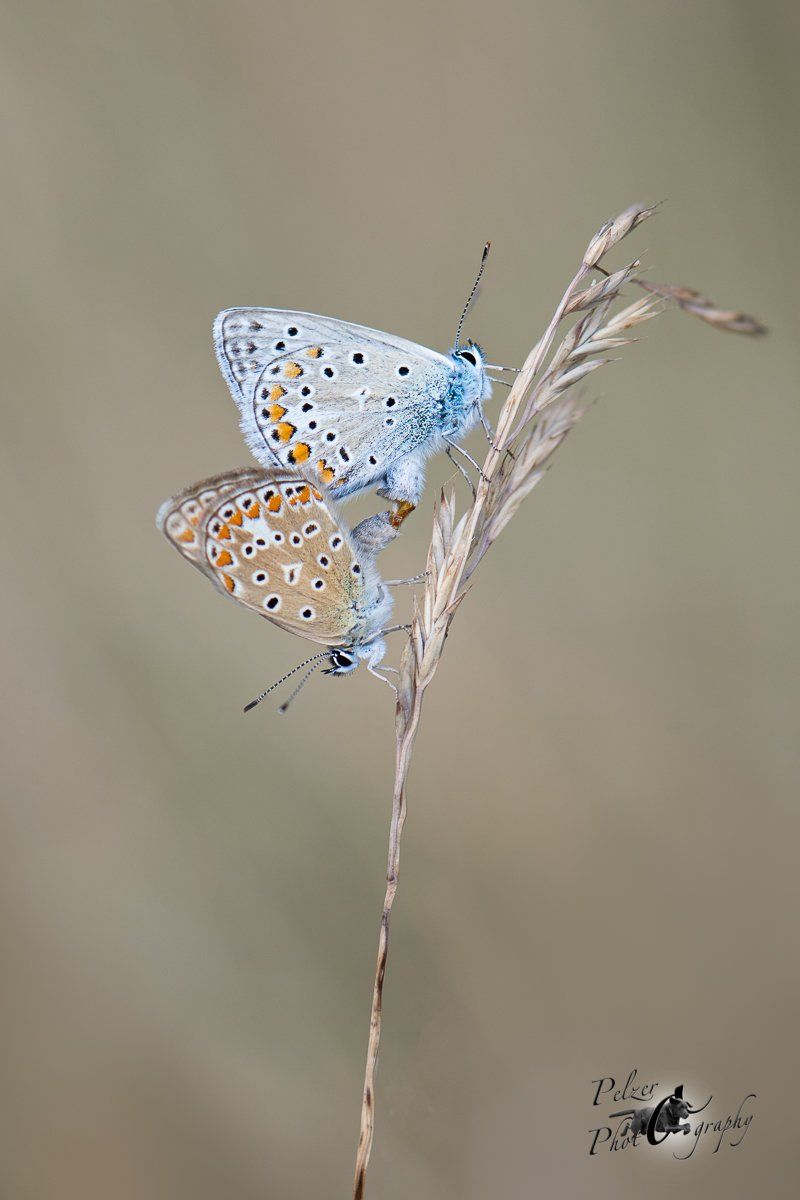 Hauhechel-Bläulinge (Polyommatus icarus)