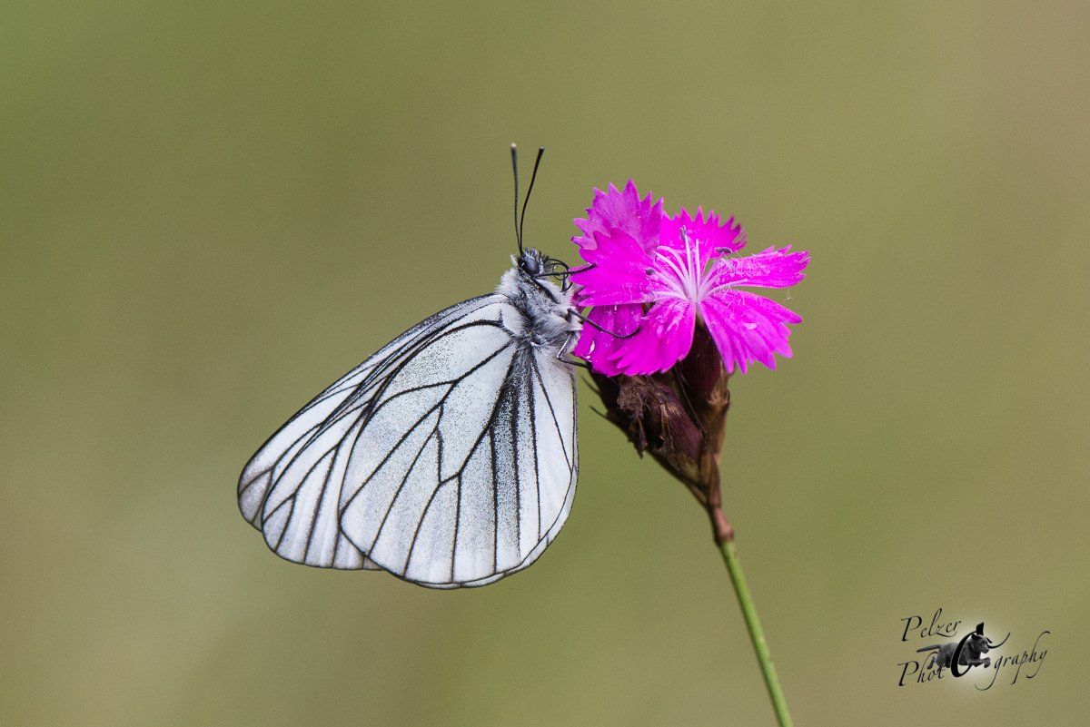 Baum-Weißling (Aporia crataegi)