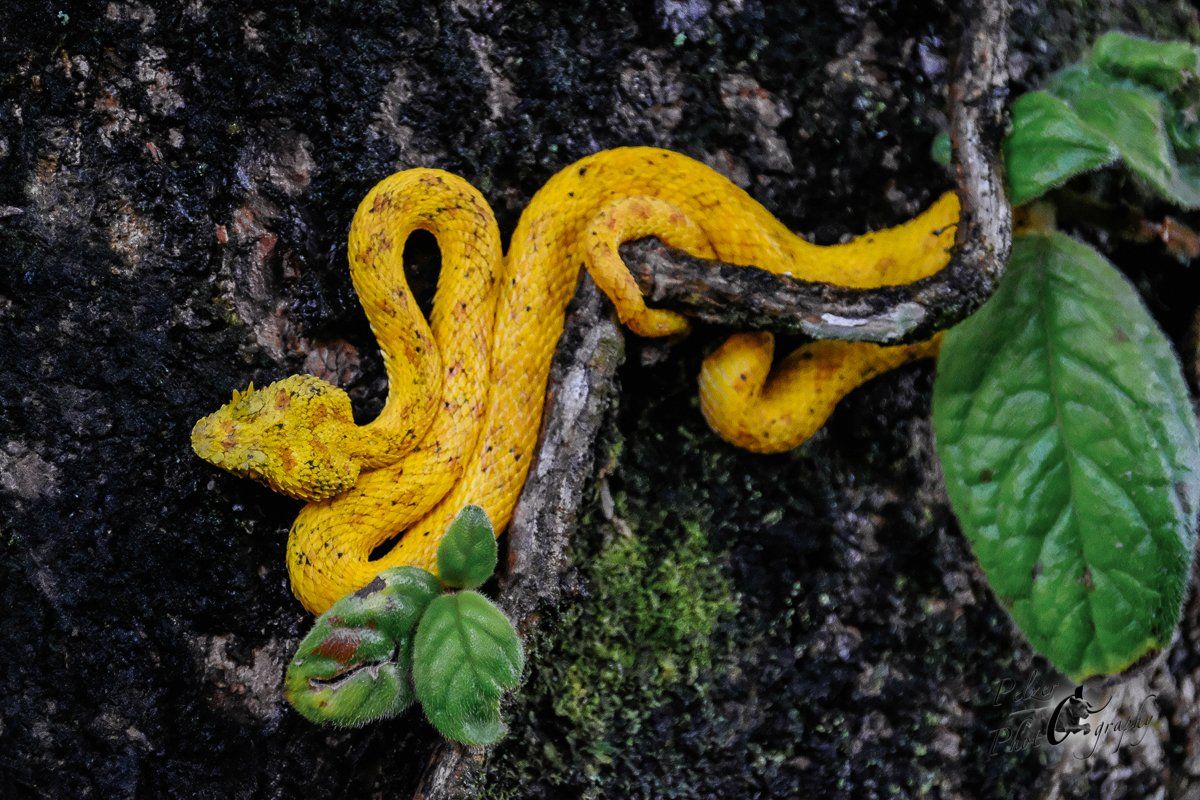 Greifschwanz-Lanzenotter (Bothriechis schlegelii)