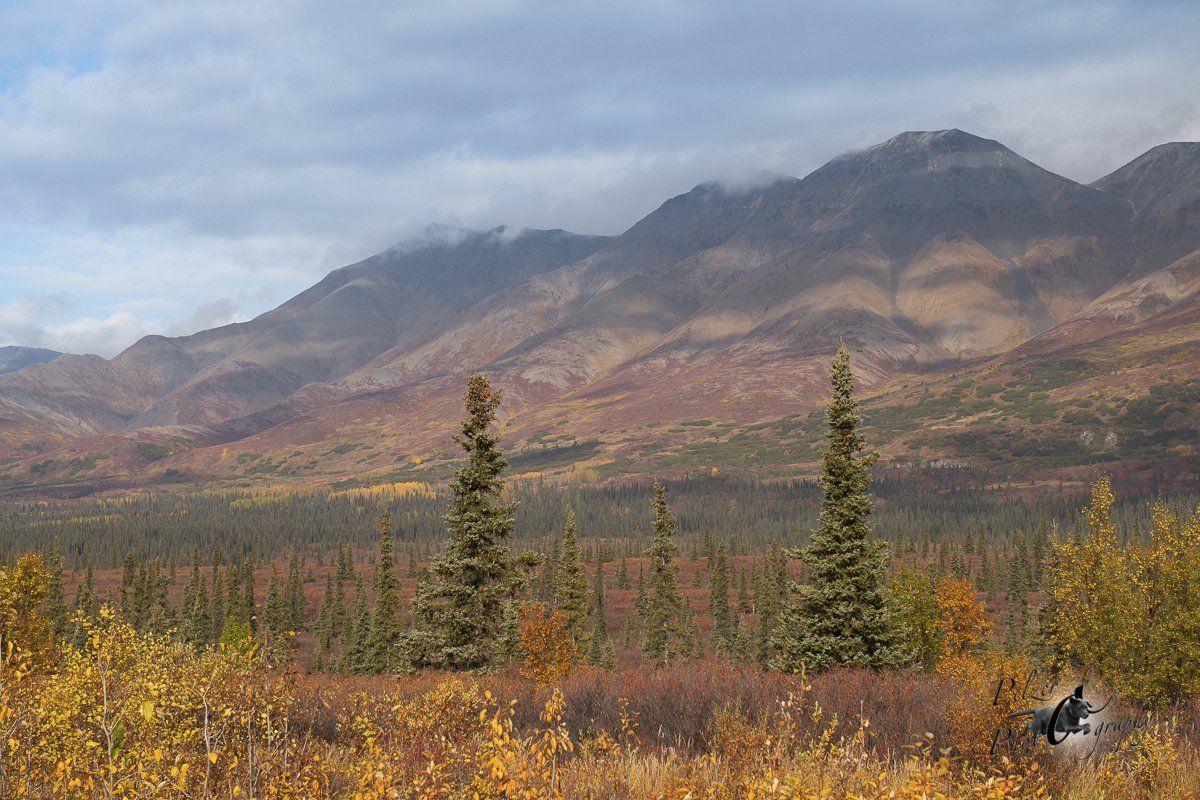 Denali National Park - 15 Miles Drive