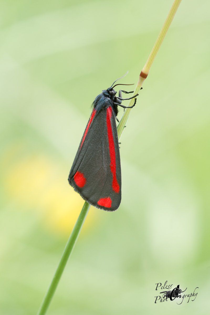 Jakobskrautbär (Tyria jacobaeae)