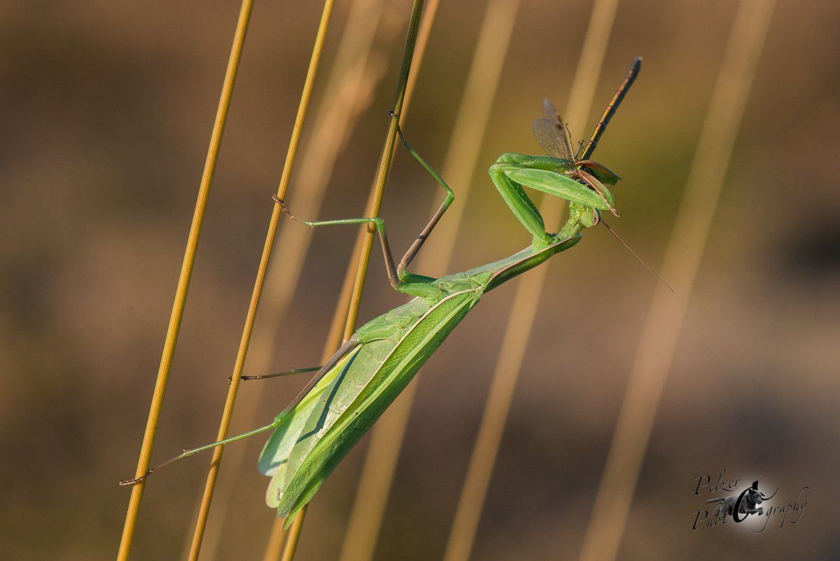 Europäische Gottesanbeterin (Mantis religiosa)