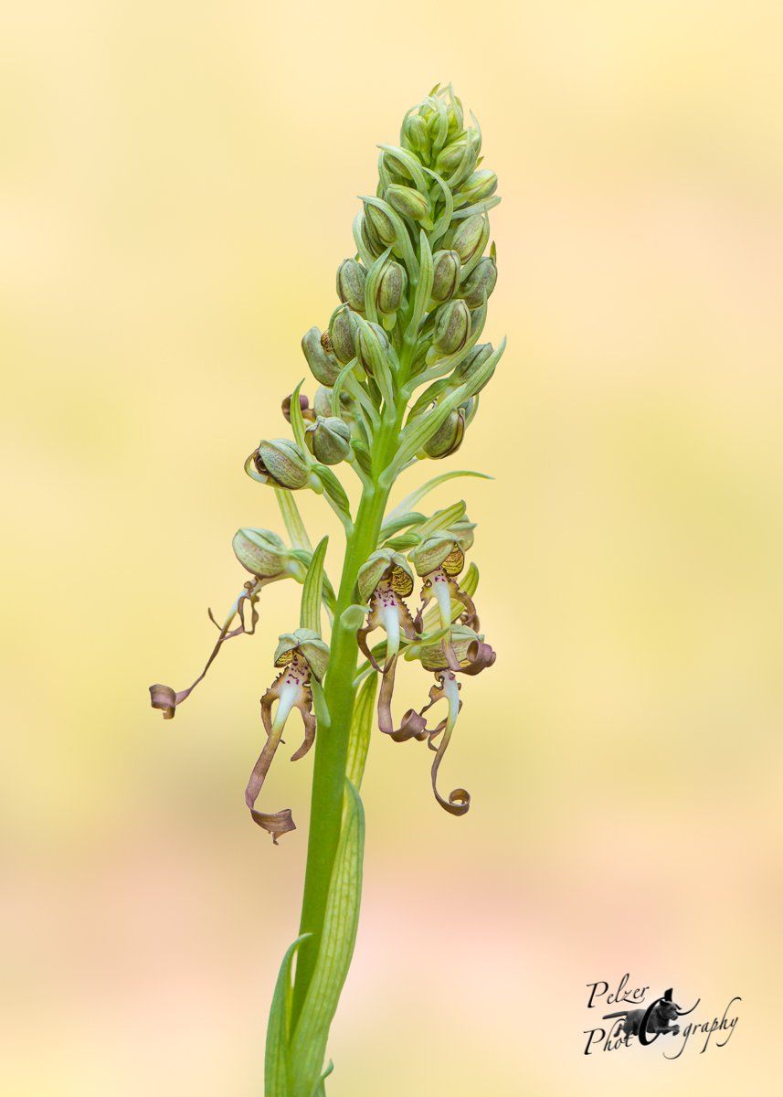Bocks-Riemenzunge (Himantoglossum hircinum)