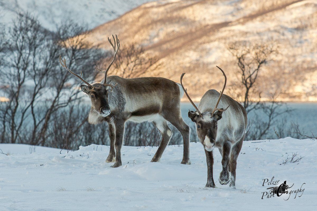 Eurasisches Tundraren (Rangifer t. tarandus)