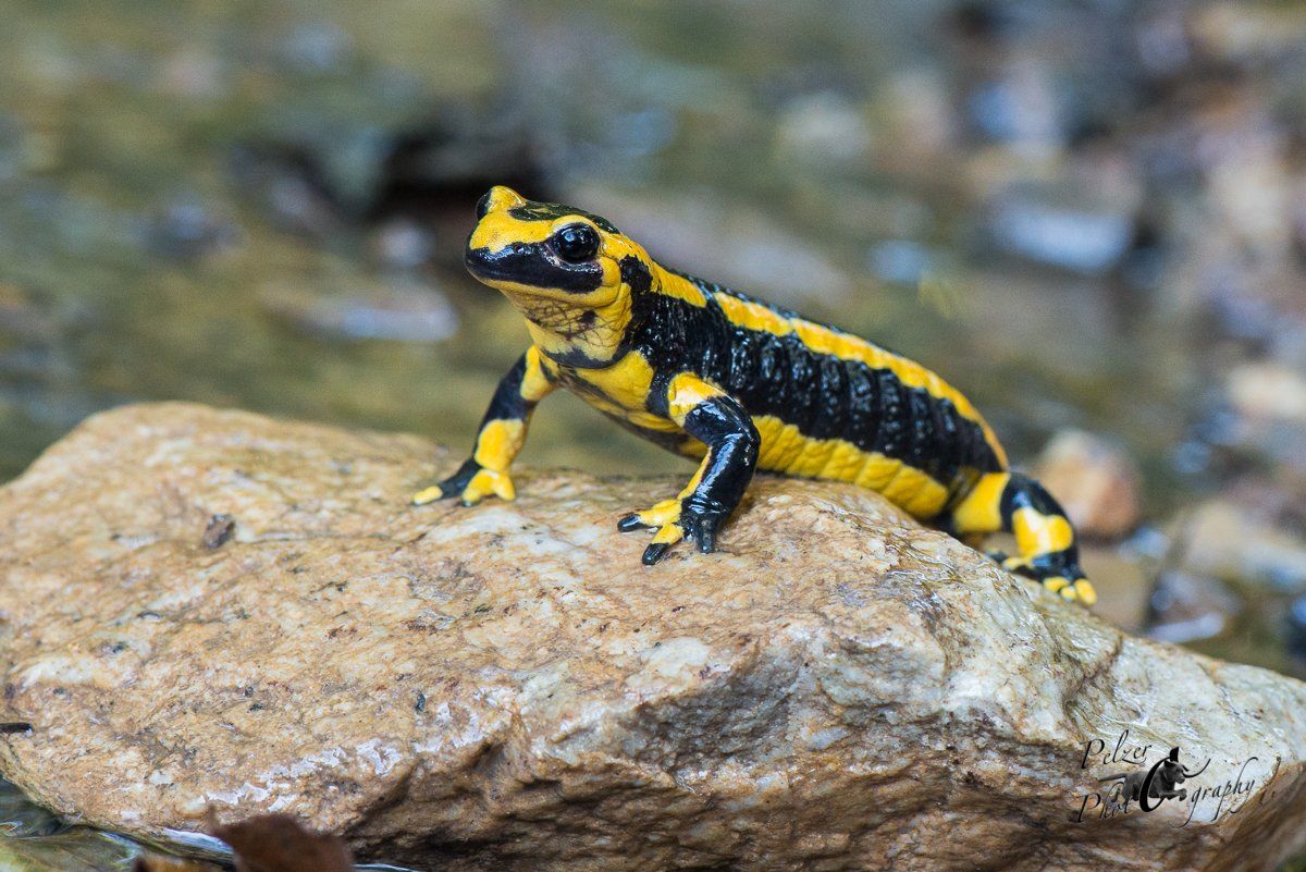 Gebänderter Feuersalamander (Salamandra salamandra terrestris)