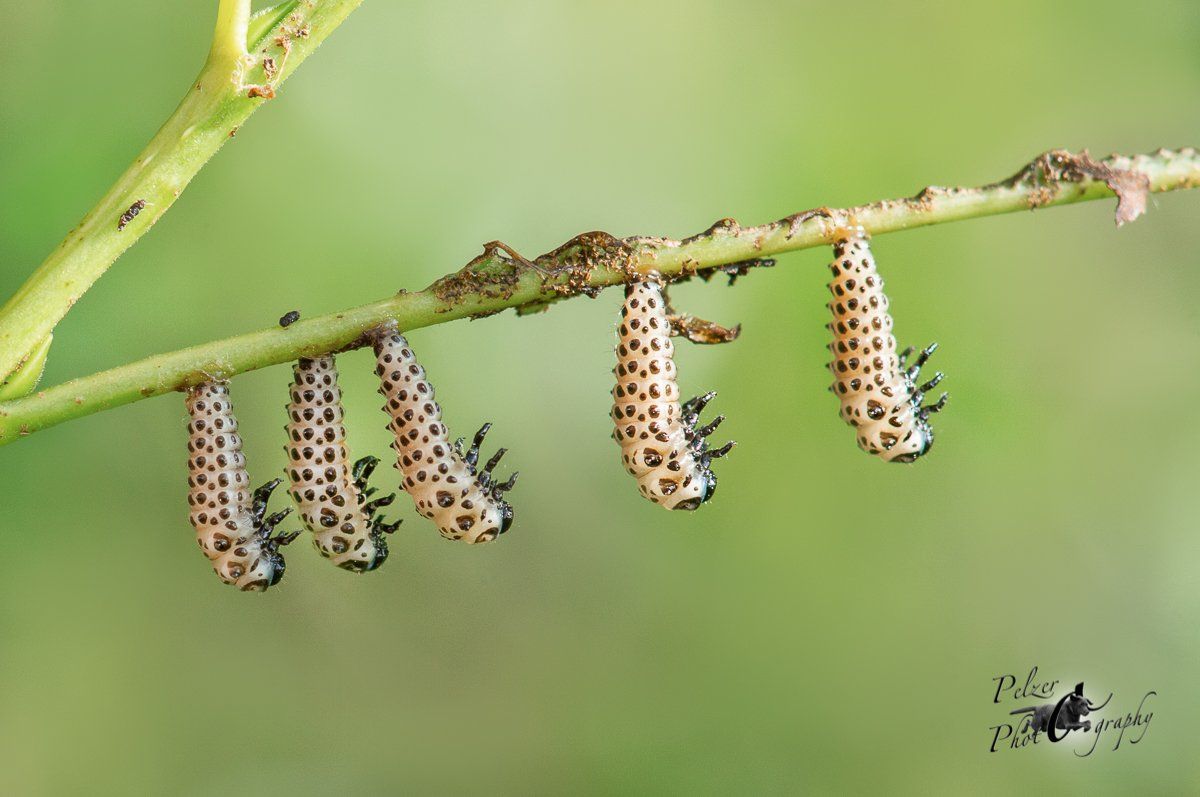 Gefleckter Weidenblattkäfer (Chrysomela vigintipunctata)
