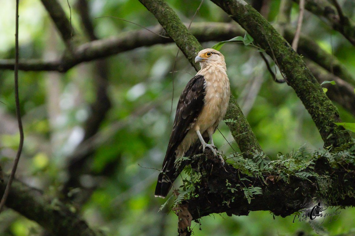 Gelbkopfkarakara (Milvago chimachima)