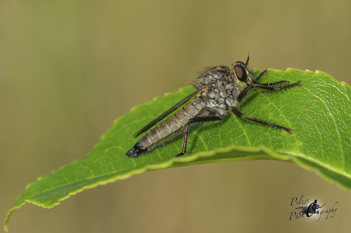 Gemeine Raubfliege (Tolmerus atricapillus)