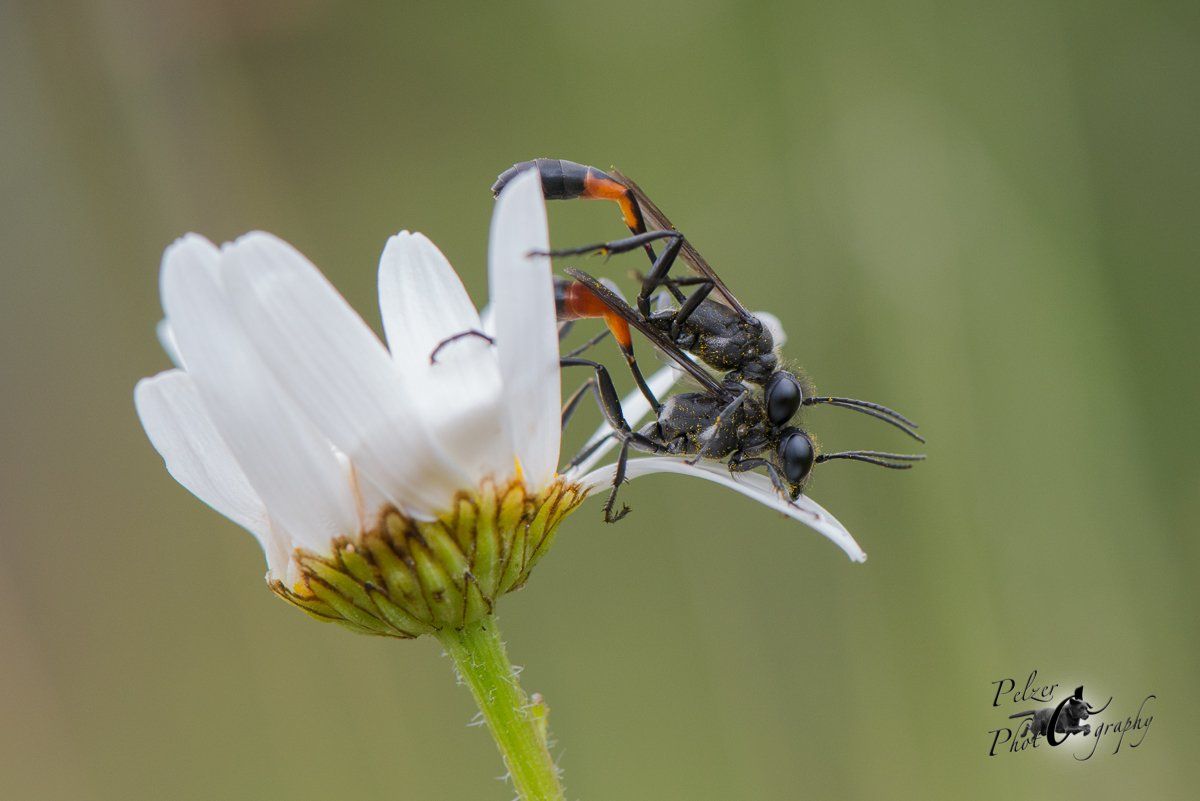 Gemeine Sandwespe (Ammophila sabulosa)